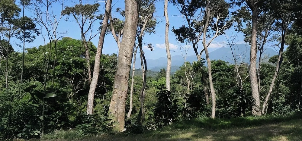 Caf&eacute;s Afortunato